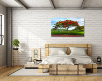 Flamboyant tree original photography print. Royal Poinciana wall art.