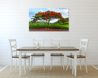 Flamboyant tree original photography print. Royal Poinciana wall art.