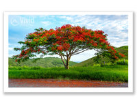 Flamboyant tree original photography print. Royal Poinciana wall art.