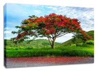 Flamboyant tree original photography print. Royal Poinciana wall art.