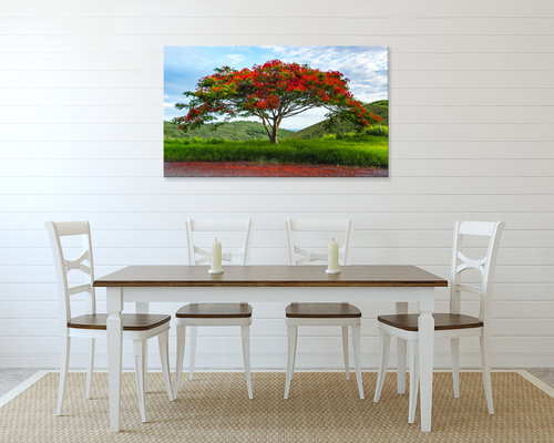 Flamboyant tree original photography print. Royal Poinciana wall art.