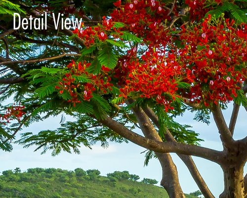 Flamboyant tree original photography print. Royal Poinciana wall art.