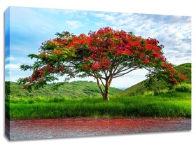 Flamboyant tree original photography print. Royal Poinciana wall art.